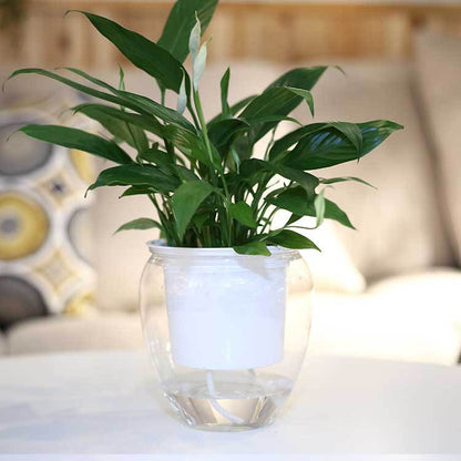 Transparent water container