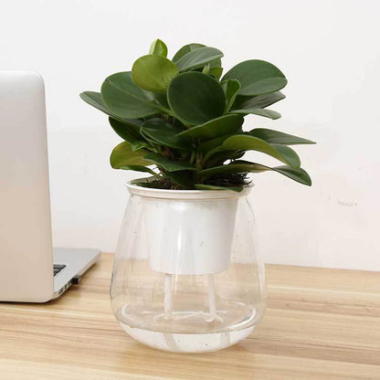 Transparent water container