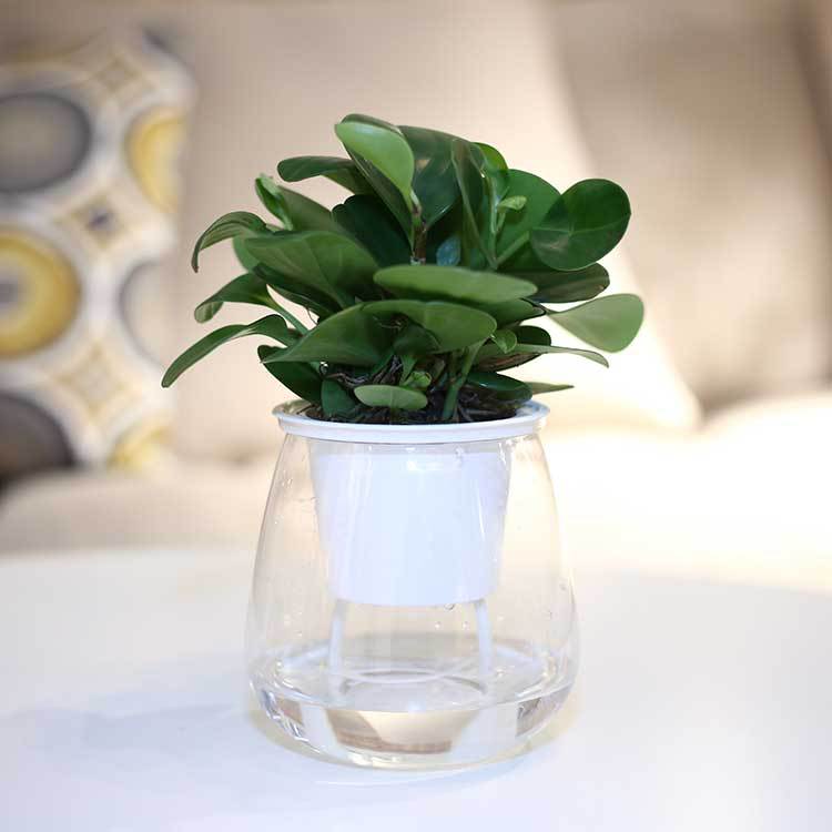 Transparent water container
